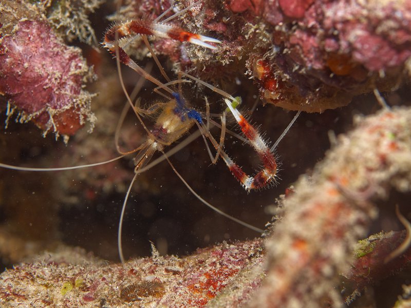Shrimp, Bounty